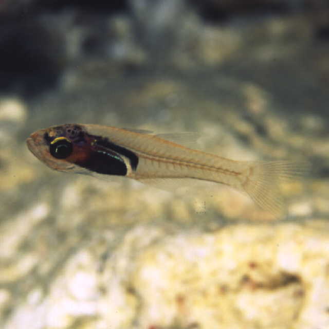 Cercamia eremia